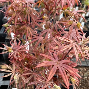 May include: A Japanese maple plant featuring deeply lobed, palmate leaves in shades of reddish-brown and copper. The plant has thin, woody stems and is potted in a black plastic container with a small white identification tag visible in the soil.