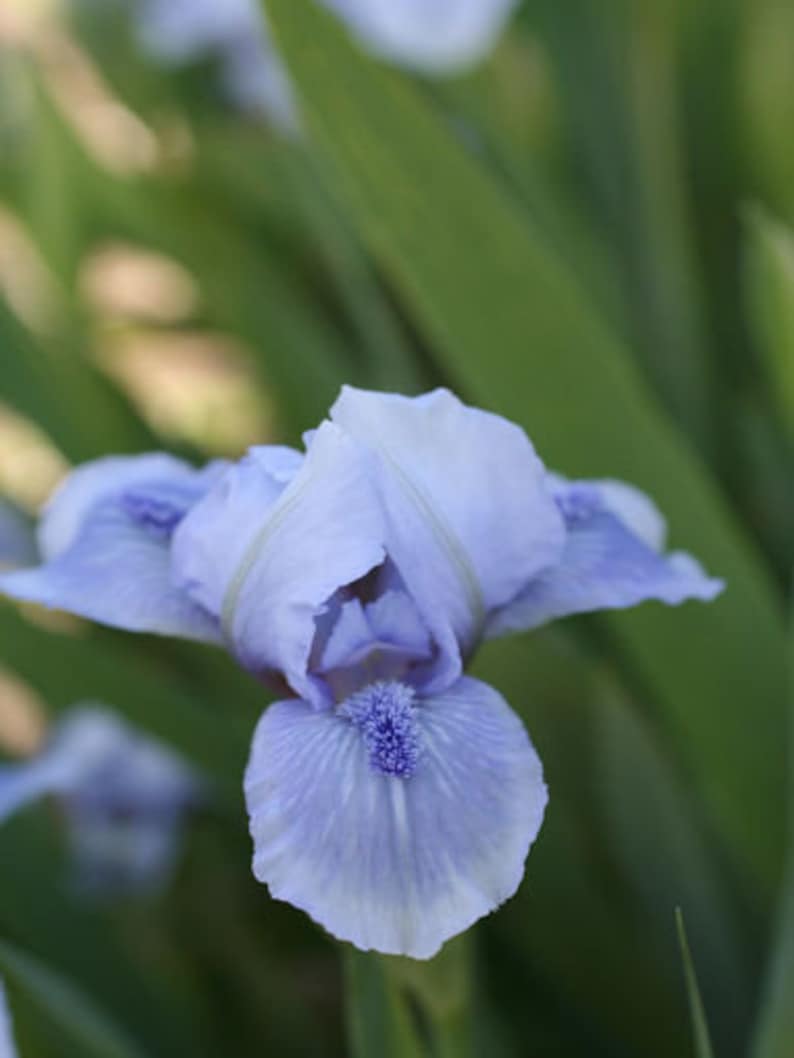 Puede incluir: Un primer plano de una flor de iris azul claro con un centro morado. La flor est&aacute; enfocada, mientras que el follaje verde detr&aacute;s de ella est&aacute; desenfocado.