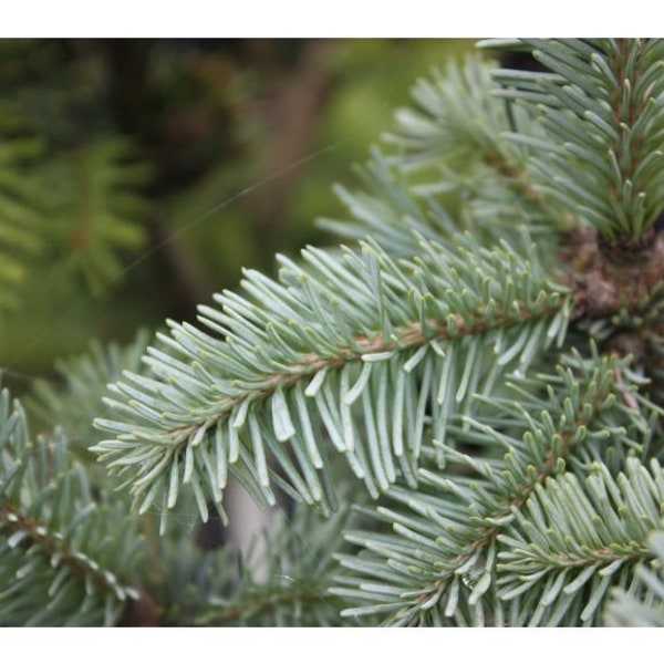 Abies lasiocarpa 'Schneider' - 10" Tall - 1 Gallon Pot