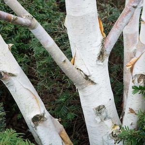 May include: Close-up of the white bark of a birch tree. The bark is smooth and has a distinctive pattern of horizontal lines. The tree is growing in a forest setting.