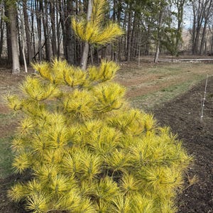 May include: A vibrant, small evergreen tree with bright yellow needles. The tree is set against a backdrop of a forest with tall, bare trees and a brown, grassy ground. The tree's needles are a striking contrast to the darker background.