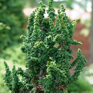May include: A dense, upright evergreen shrub featuring dark green, tightly clustered, scale-like foliage with a textured, crinkled appearance. The plant has multiple vertical stems branching outward, creating a compact, layered structure.