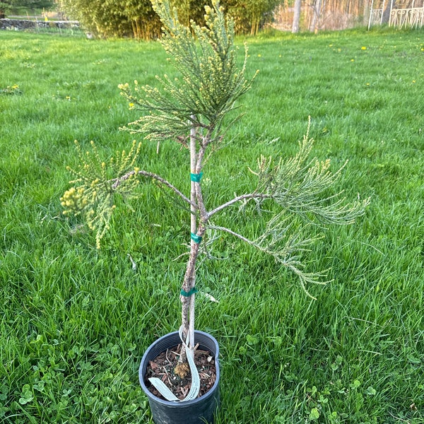 Sequoiadendron giganteum 'Bultinck Yellow' - Giant Sequoia - 12" Tall - 1 Gallon Pot