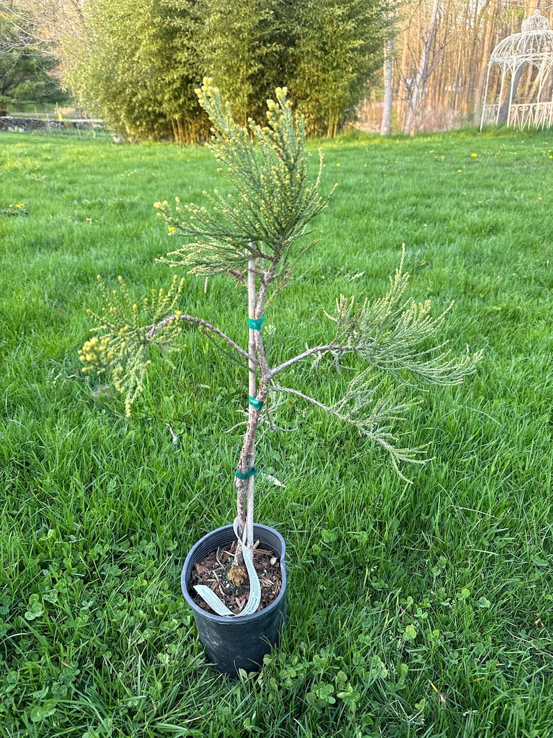 Sequoiadendron giganteum 'Bultinck Yellow' Giant Sequoia 12 Tall 1 Gallon Pot image 1