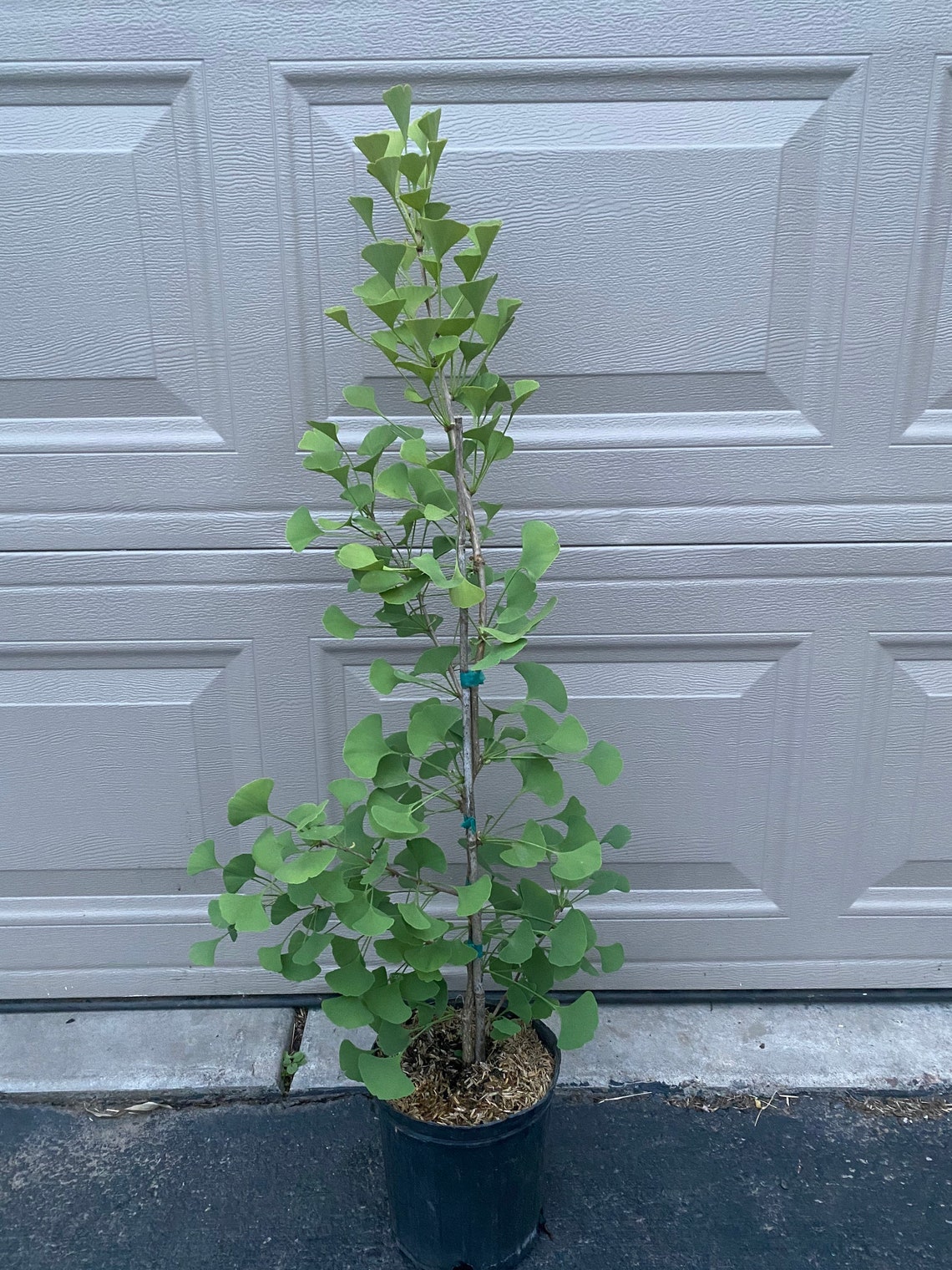 Ginkgo Biloba 'elmwood' Columnar Male Ginkgo Tree Etsy