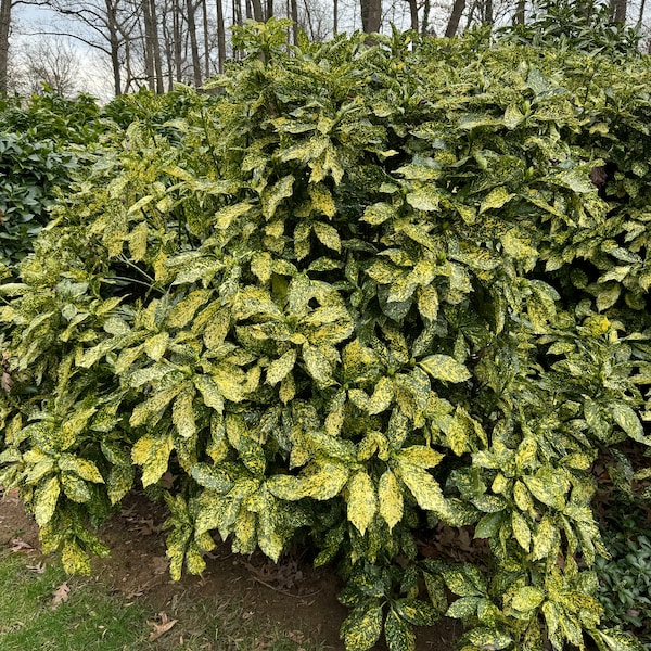 Aucuba japonica 'Gold Dust' - Gold Dust Aucuba - 1 Gallon Pot