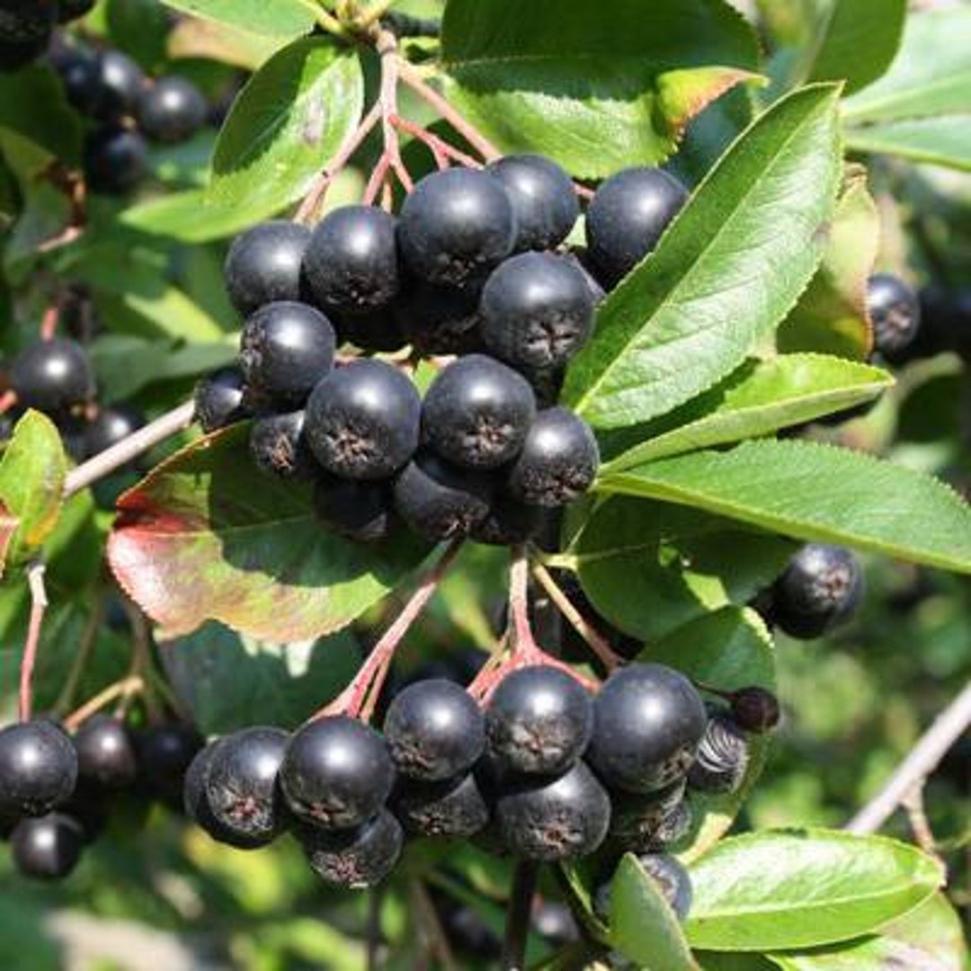 aronia-melanocarpa-viking-black-chokeberry-4-pot-size-plant-etsy