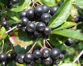 Aronia melanocarpa 'Viking' - Black Chokeberry  - 4” Pot Size Plant