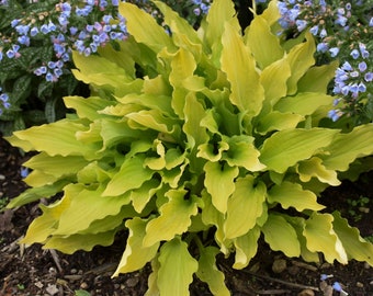 Hosta 'Time in a Bottle' 3" Pot Size Starter Plant