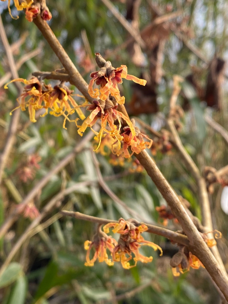 Hamamelis x intermedia 'Orange Encore' Witch Hazel Live Plant 24 Tall Ships Bare Root image 1