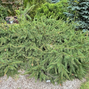 Picea abies &#39;Acrocona&#39; - Norway Spruce - 12&quot; Tall - 1 Gallon Pot