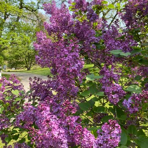 Syringa vulgaris 'Albert F. Holden' Lilac - Live Plant - 2 Gallon Pot