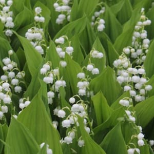 Convallaria majalis - Lily of the Valley - 20 Bare Root Plants - Ship Spring 2024