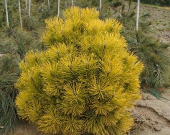 Pinus mugo 'Wintersonne' - Mugo Pine - 10" Tall - 1 Gallon Pot