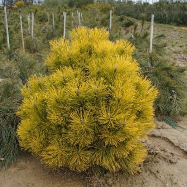 Pinus mugo 'Wintersonne' - Mugo Pine - 10" Tall - 1 Gallon Pot