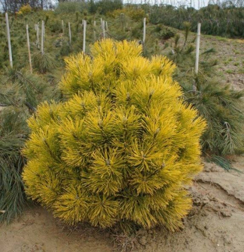 Pinus mugo 'Wintersonne' Mugo Pine 10 Tall 1 Gallon Pot image 1