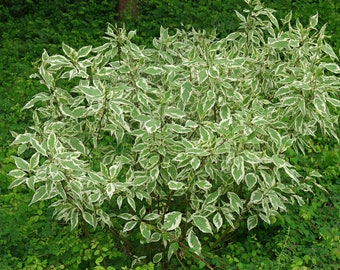 Cornus alba 'Elegantissima' - Variegated Red Twig Dogwood - 4" Pot Size Live Plant