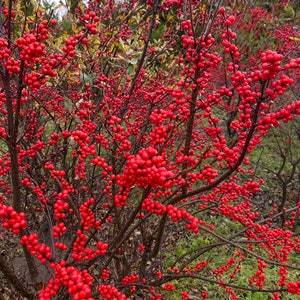 Ilex verticillata ‘Winter Red’- Winterberry - 1 Gallon Pot Size - Live Plant