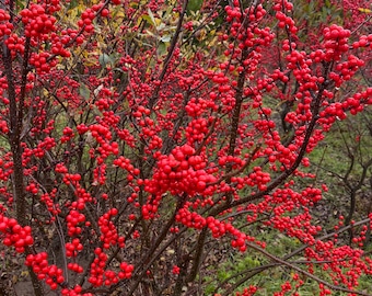 Ilex verticillata ‘Winter Red’- Winterberry - 1 Gallon Pot Size - Live Plant