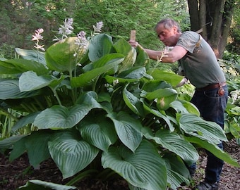 Hosta 'Empress Wu' 3” Pot Size Starter Plant