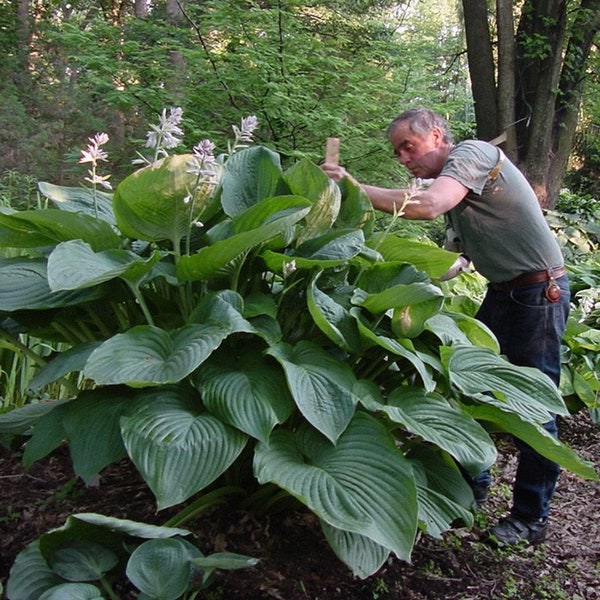 Hosta 'Empress Wu' 3” Pot Size Starter Plant