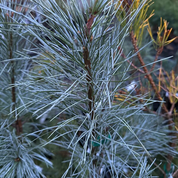 Pinus strobus 'White Mountain' - Eastern White Pine - 18" Tall - 1 Gallon Pot