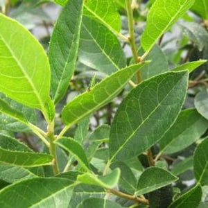 May include: Close-up of a green leafy plant with small, pointed leaves. The leaves are arranged in a dense cluster, creating a lush and vibrant texture.