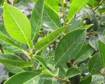 Ilex verticillata &#39;Southern Gentleman&#39; - Male Pollinator Winterberry - 4” Pot Size Plant