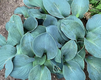 Hosta 'Silver Bullet' 3" Pot Size Starter Plant