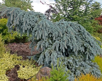 May include: A weeping blue spruce tree with cascading branches and soft, blue-green needles. The tree is surrounded by various other plants and shrubs, creating a lush garden scene. The foliage has a unique, drooping form.