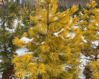 Pinus sylvestris 'Aurea' Scots Pine - Live Plant - 10” Tall - 1 Gallon Pot