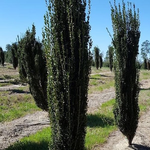 Ilex crenata 'Sky Pencil' - Japanese Holly - 4” Pot Size Plant