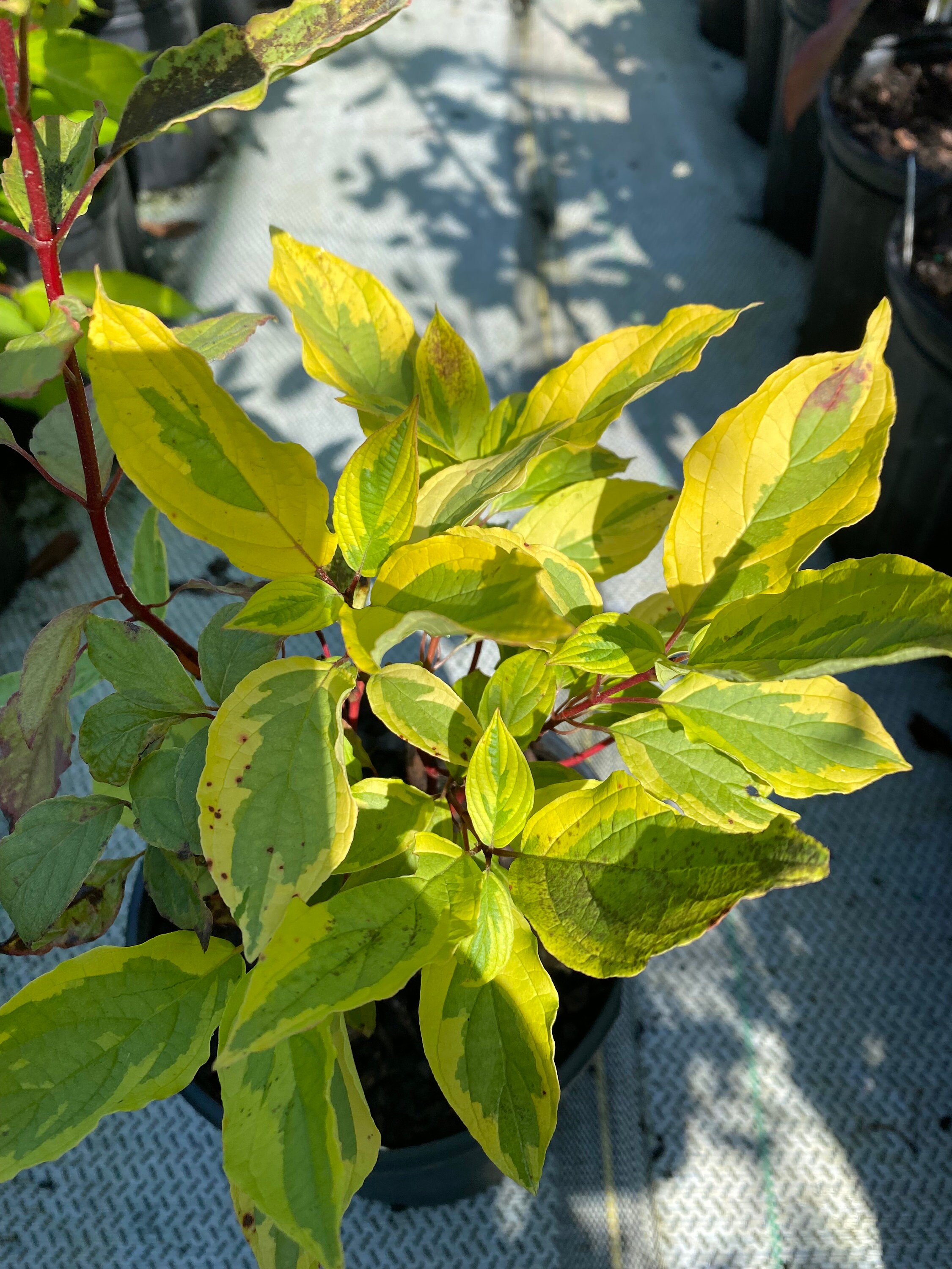 Cornus alba 'Gouchaultii' - Red Twig Dogwood - 1 Gallon Pot Size Live Plant