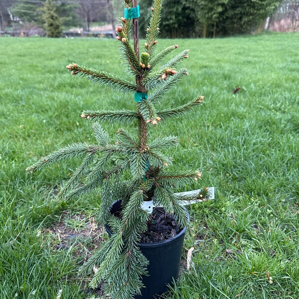Picea abies 'Acrocona' - Norway Spruce - 12" Tall - 1 Gallon Pot