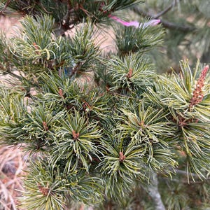 May include: A dense pine tree branch featuring clusters of long, slender, dark green needles with lighter yellow-green tips. Small, upright, reddish-brown buds are visible at the center of each needle cluster, indicating new growth on the evergreen.