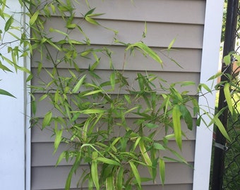 Phyllostachys dulcis Bamboo - Sweetshoot Bamboo - Live Plant - 1 Gallon Pot size