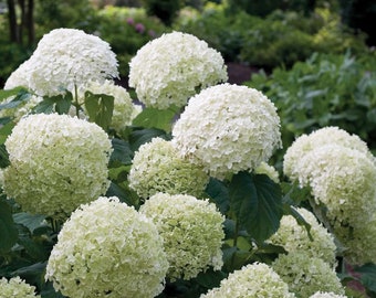 Incrediball Hydrangea - Hydrangea arborescens - 4" Pot Size Plant