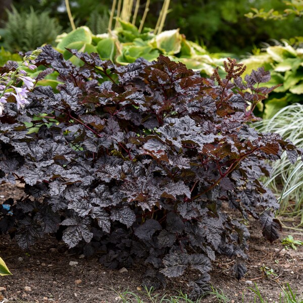 Astilbe 'Dark Side of the Moon' - 3 Bare Root Plants