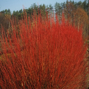 May include: A vibrant bush of red dogwood branches. The slender, upright stems create a dense, textured display. The bright red color of the branches contrasts with the green and brown background of trees and foliage.