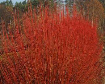 Cornus sericea 'Cardinal' - Red Twig Dogwood - 4" Pot Size Plant