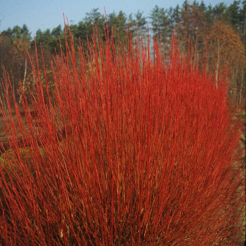 Cornus sericea 'Cardinal' Red Twig Dogwood 4 Pot Size Plant image 1