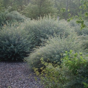 May include: A close-up of a group of green bushes with a gravel path in the foreground. The bushes are dense and have a soft, feathery texture.