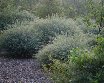 Salix purpurea 'Nana - Dwarf Arctic Willow - Live Plant - 18" Tall - 1 Gallon Pot