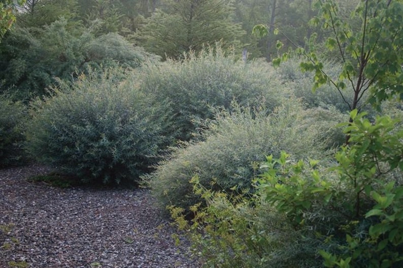 MikesPlants Salix purpurea Nana Arctic Willow