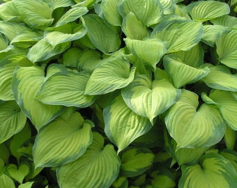 Hosta 'Guacamole' - #1 Division Size Starter Plant - Ships Bare Root