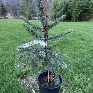 Picea omorika 'Blue Sky' - Serbian Spruce - 12" Tall - 1 Gallon Pot