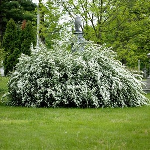 Renaissance Spirea - Spiraea x vanhouttei - Bridal Wreath Spirea- Live Plant - 4&quot; Pot Size Plant