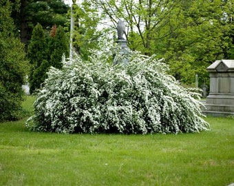 Renaissance Spirea - Spiraea x vanhouttei - Bridal Wreath Spirea- Live Plant - 4" Pot Size Plant