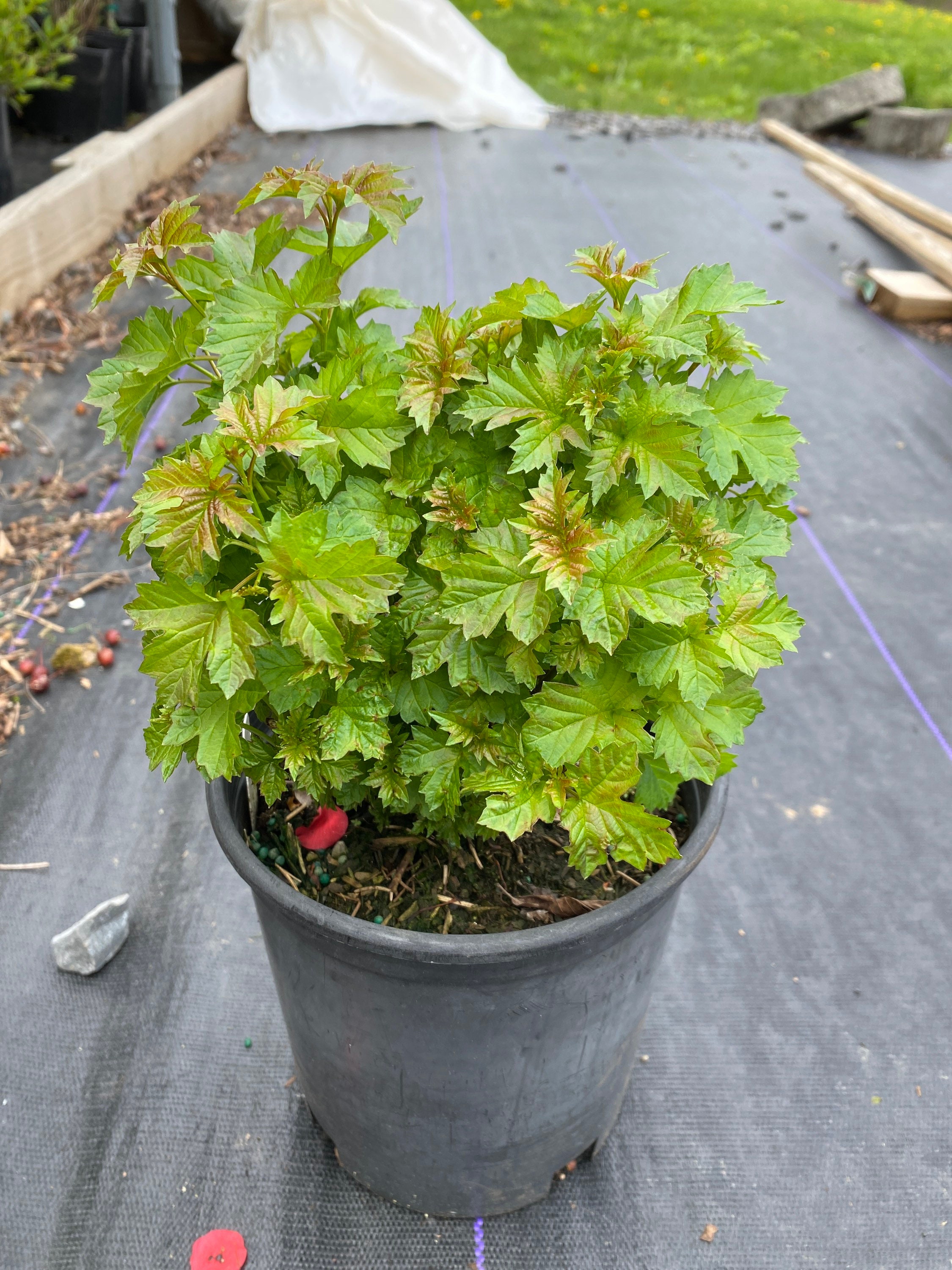 Dwarf European Snowball Bush - Viburnum Opulus 'nanum' - 1 Gallon