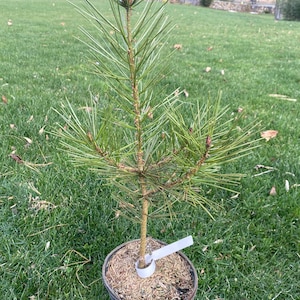 May include: A small pine tree in a brown pot with a white tag. The tree is green and has long needles. The tree is in a grassy area.